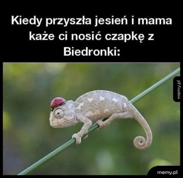 Kameleon siedzący na gałęzi z biedronką na głowie wyglądającą jak czapka