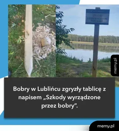 Zdjęcie zniszczonego przez bobry słupa z tablicą informacyjną.