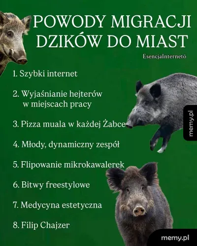 Zielony mem z dzikami i listą powodów migracji dzików do miast.