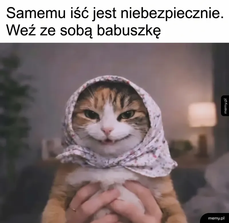 Kot przebrany za babuszkę w chuście na głowie.