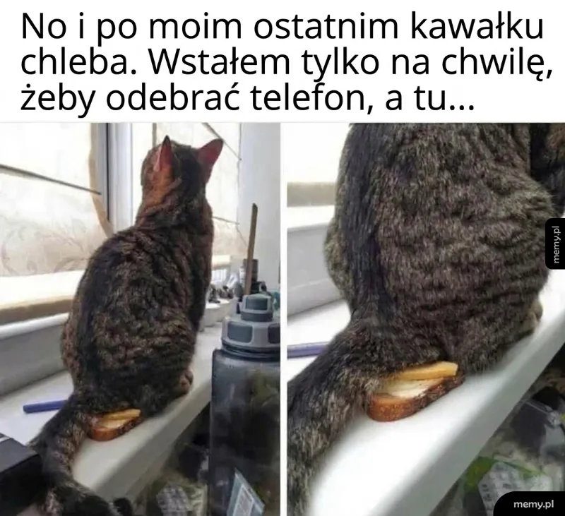 Kanapka pod ścisłą ochroną 🥪