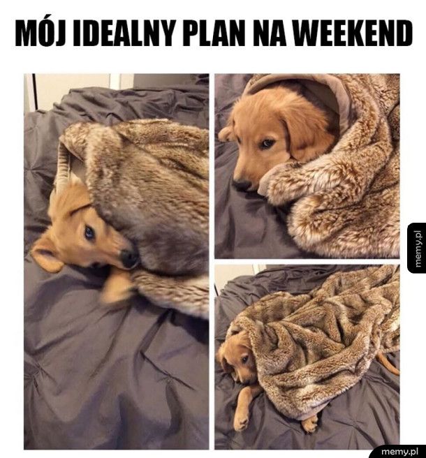 Mój idealny weekend - Memy.pl