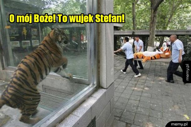 Tygrys miał wypadek w zoo