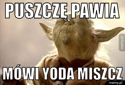 puszczę pawia mówi Yoda miszcz
