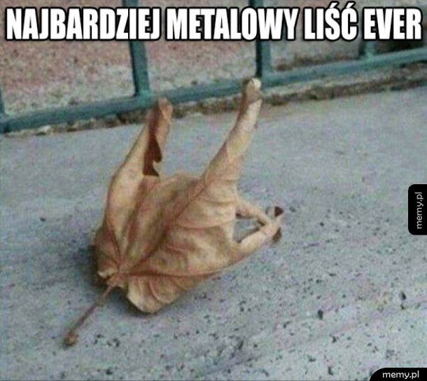 Widziałeś kiedyś liścia metalowca?