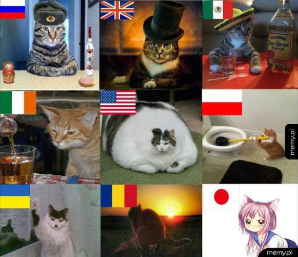 Koty różnych narodowości