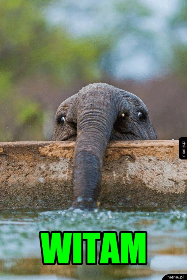 Witam - Mały słonik pije wodę