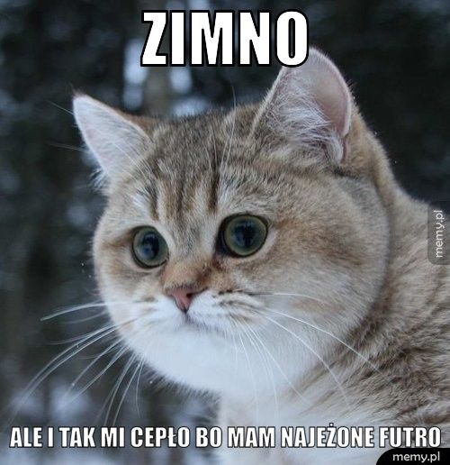 Zimno Ale i tak mi cepło bo mam najeżone futro 