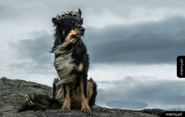 Najbardziej majestatyczny pies ever