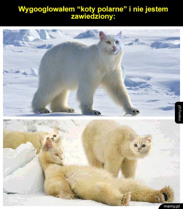 Koty polarne