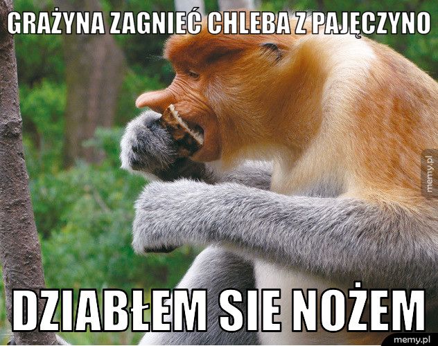 Grażyna zagnieć chleba z pajęczyno Dziabłem sie nożem