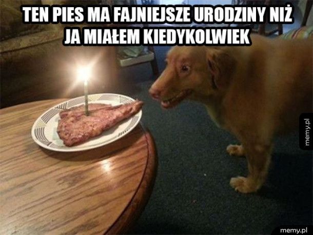 Pies ma cudowne urodziny