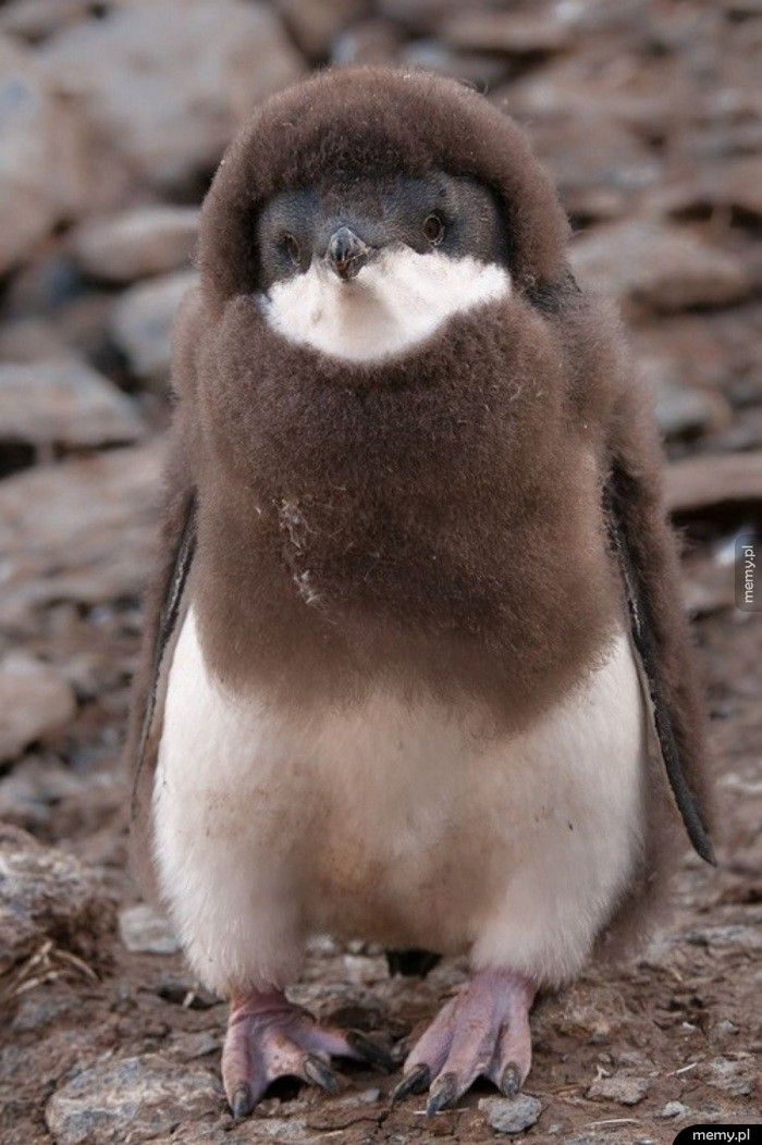 Maleńki pingwinek