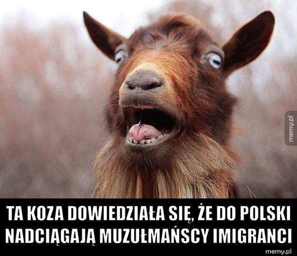 Polska koza dowiedziała się o uchodźcach