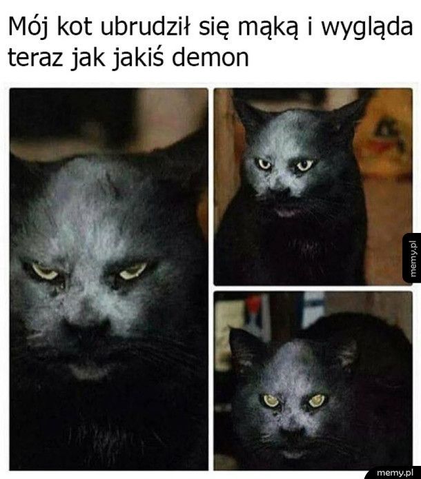 Mój kot jest demonem