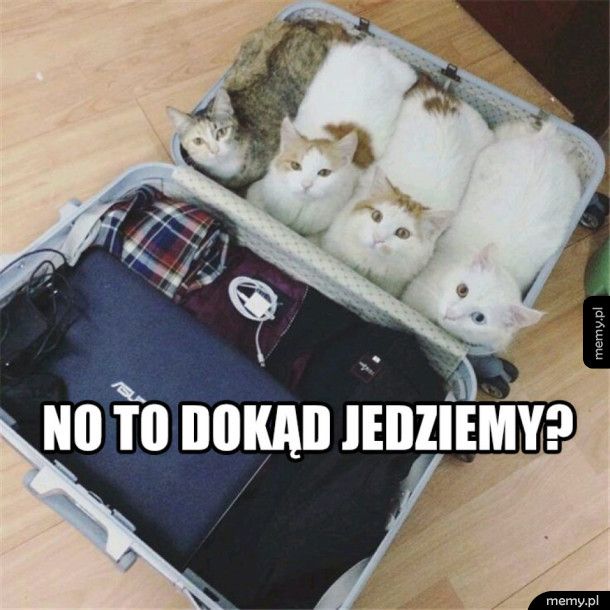 Jedziemy na wycieczkę, bierzemy koty w teczkę