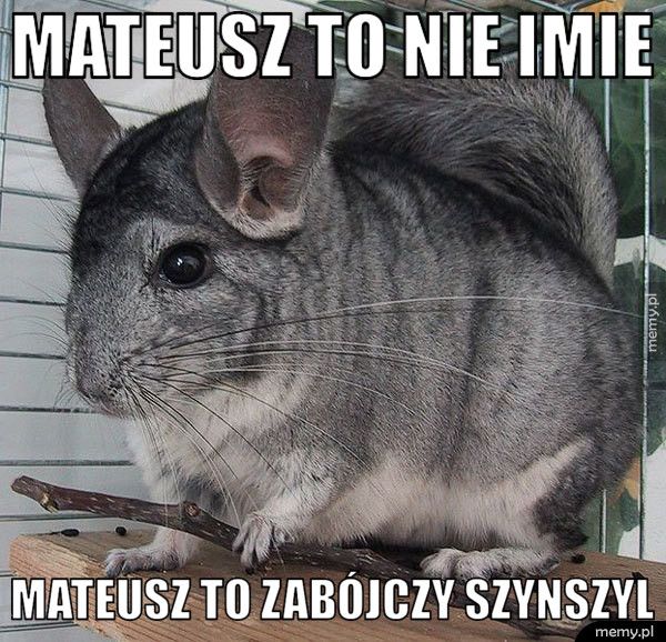 Mateusz to nie imie Mateusz to zabójczy szynszyl