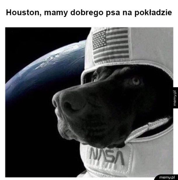 Pies w kosmosie