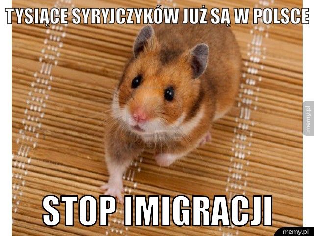 Tysiące syryjczyków już są w polsce stop imigracji