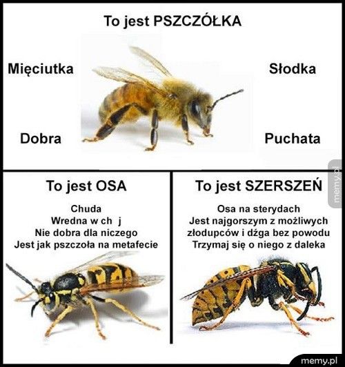 Pszczoła, osa, szerszeń - różnice