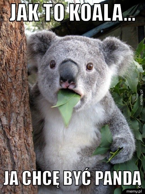 Jak to koala... Ja chcę być Pandą