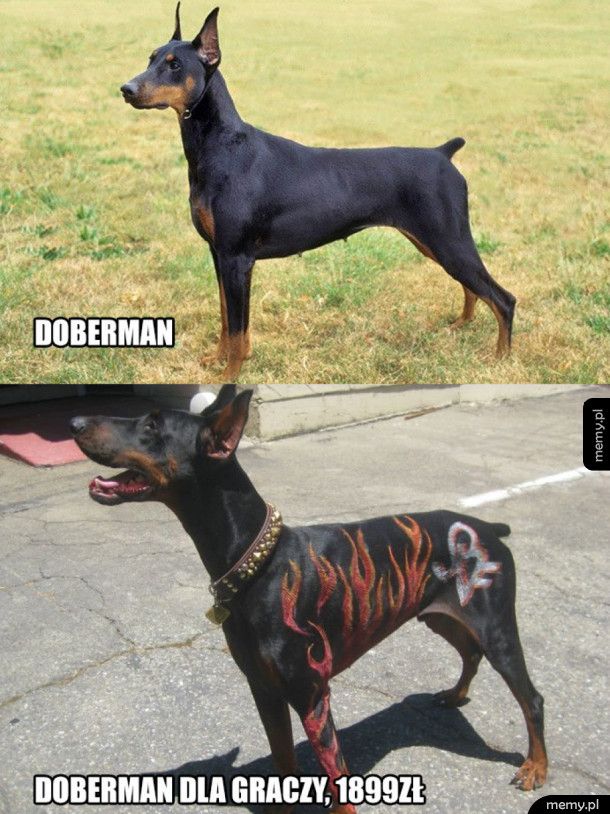 Doberman dla graczy - Memy.pl