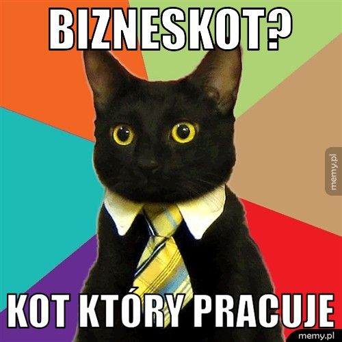 Bizneskot? Kot który pracuje