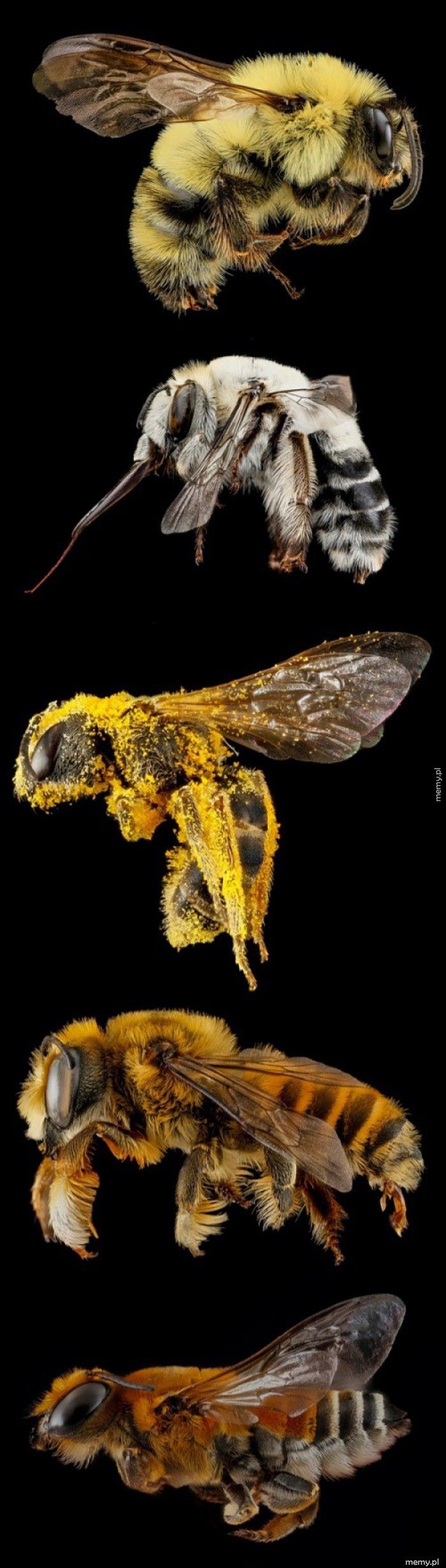    Pszczółki