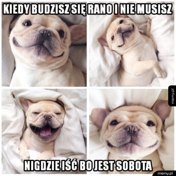 Weekend - Memy.pl