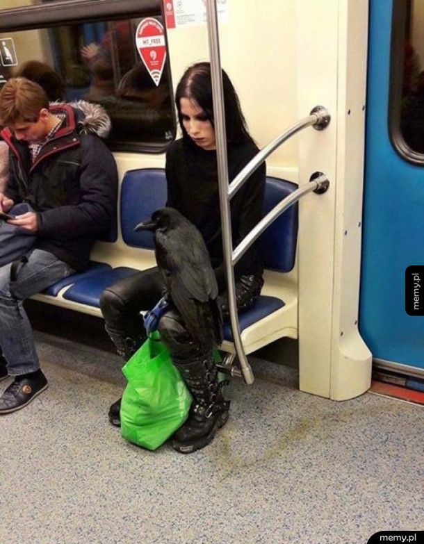 To tylko dziewczyna z oswojonym krukiem w metrze, skroluj dalej
