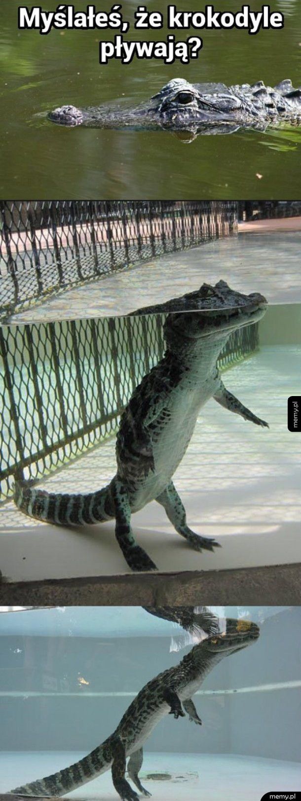 Myślałeś że krokodyle pływają?