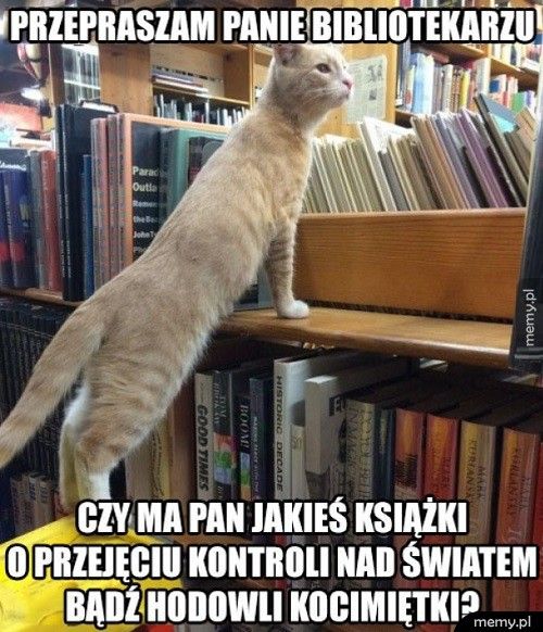   Kot w Bibliotece