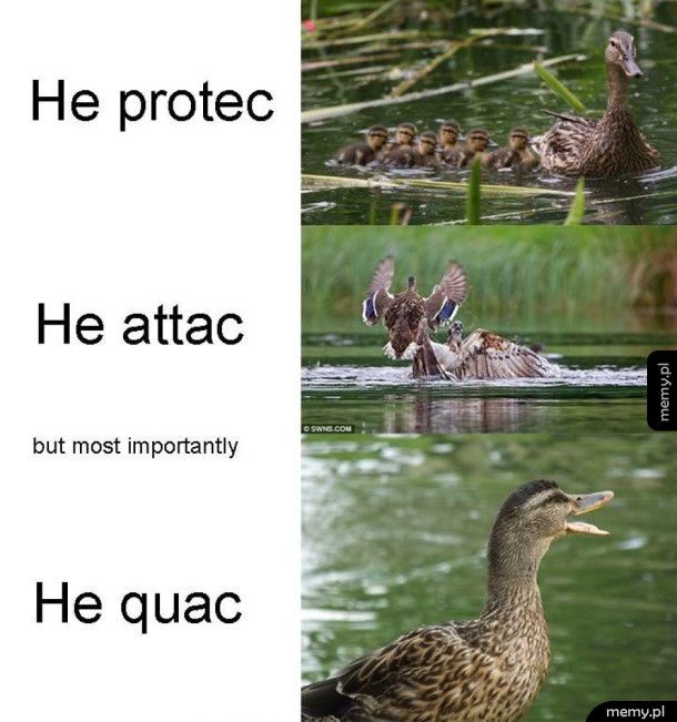 He protecc