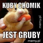 Kuby chomik Jest gruby