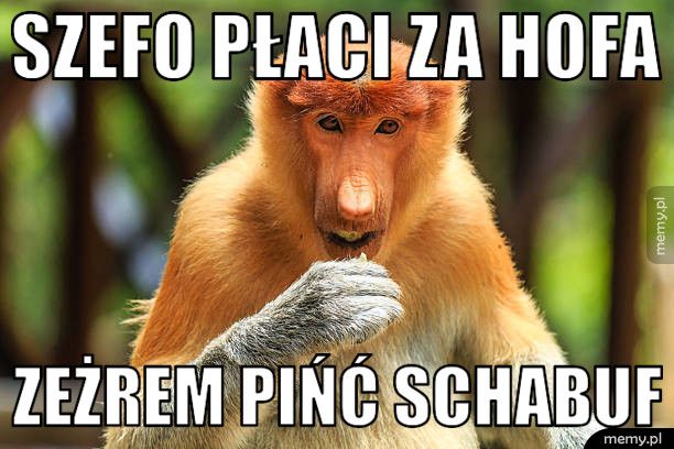 Szefo płaci za hofa zeżrem pińć schabuf