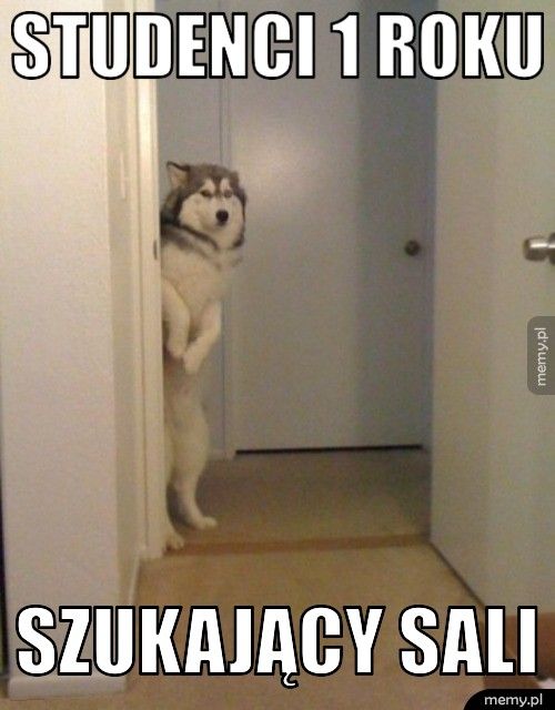 Studenci 1 roku Szukający sali