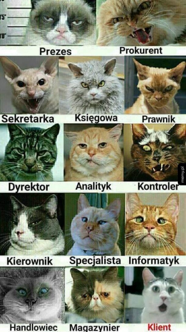 Którym kotem jesteś?