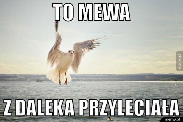 to mewa z daleka przyleciała