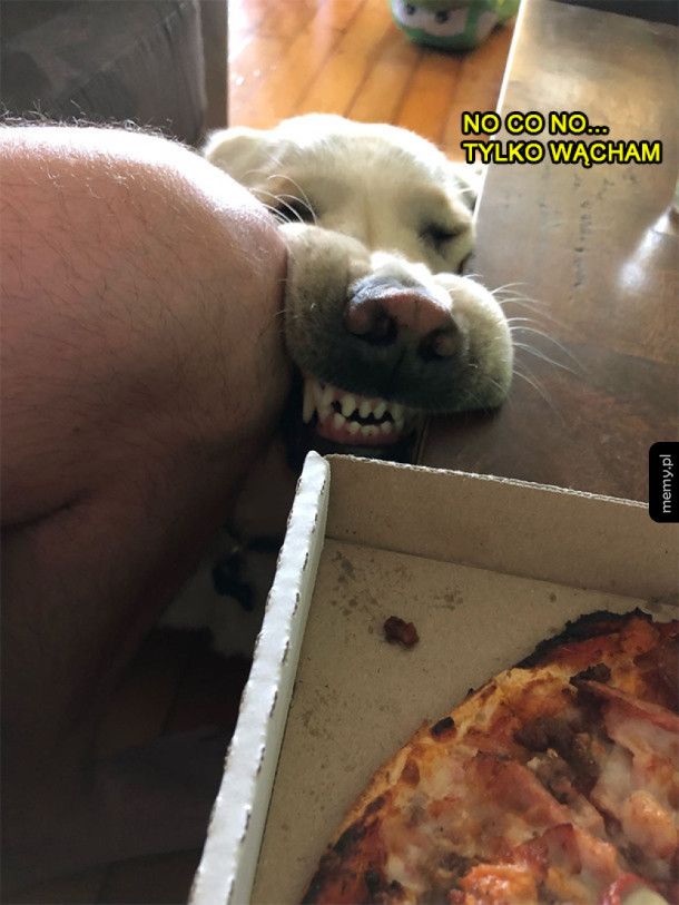Nie dla psa pizza