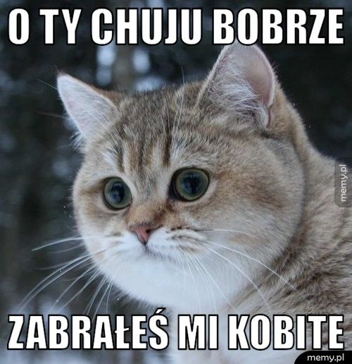 O ty chuju bobrze  zabrałeś mi kobite