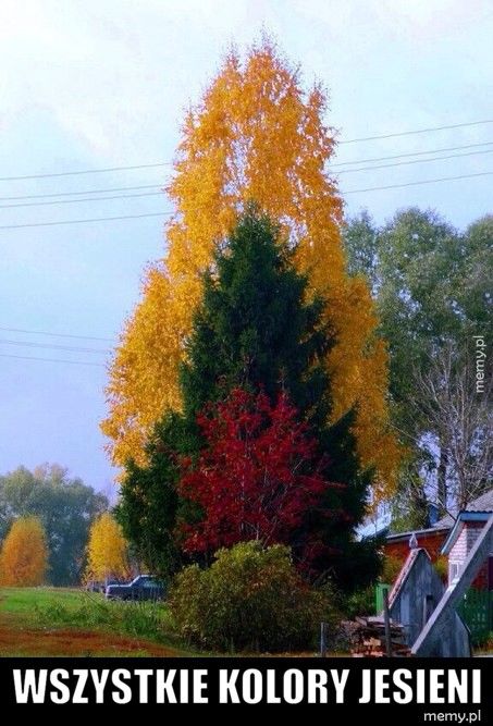   Wszystkie kolory jesieni