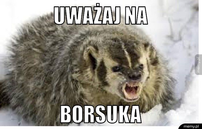 Uważaj na borsuka