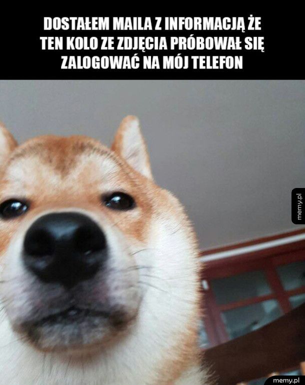 Zabłokowany telefon i pies