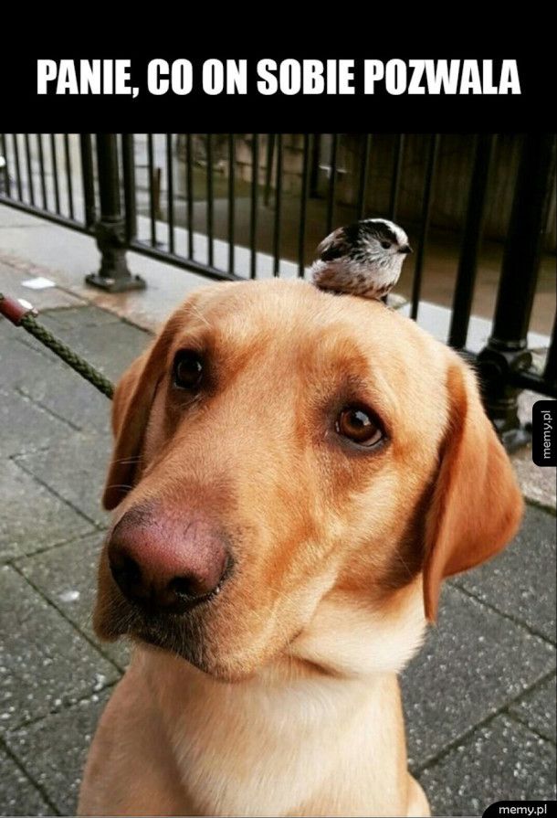 Pies i ptak