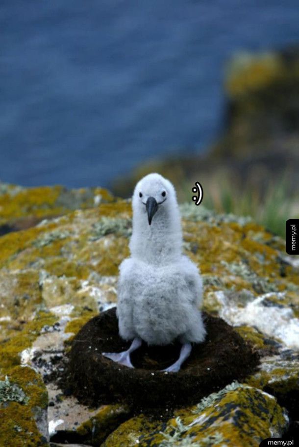 Młody albatros