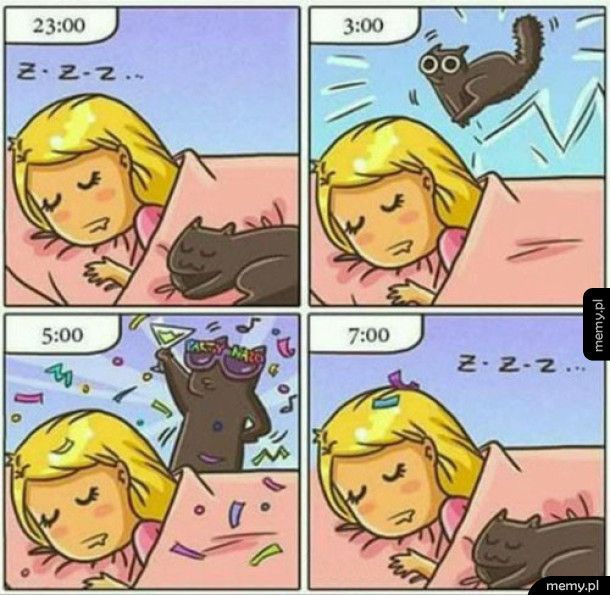 Dlatego koty śpią w dzień