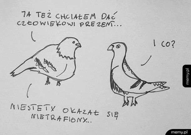 O czym rozmawiają gołębie