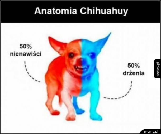 Anatomia Chihuahuy