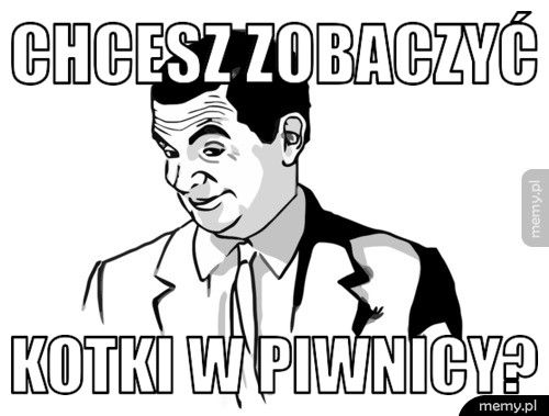 chcesz zobaczyć kotki w piwnicy?