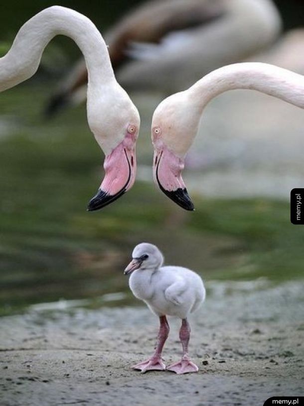 Tak wyglądam mały flamingo